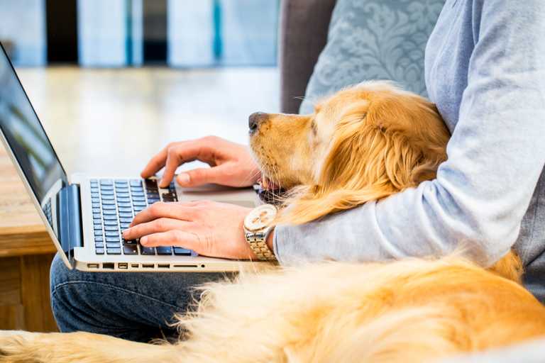 Bringing your dog to work can increase morale and productivity, says DSPCA Bringing your dog to work can increase morale and productivity, says DSPCA