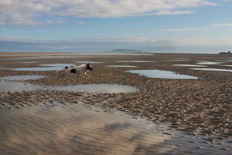 Dog dirt found in half of water samples collected from popular Dublin swimming spots Dog dirt found in half of water samples collected from popular Dublin swimming spots