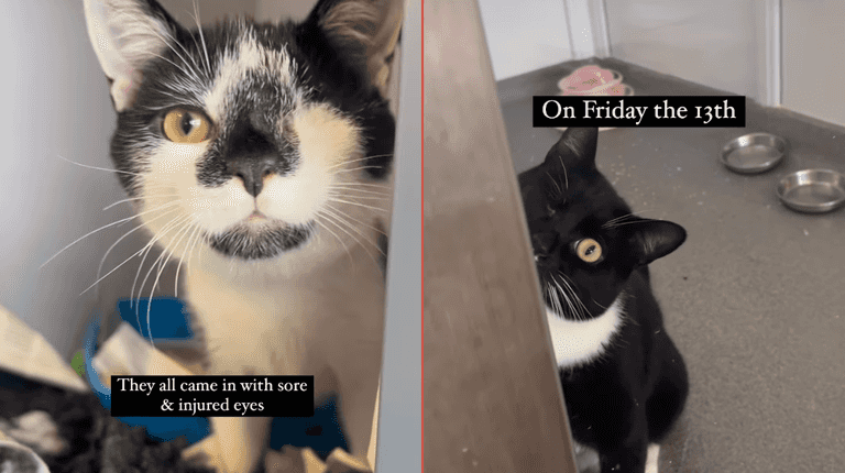 DSPCA makes special Friday 13th appeal for 5 visually impaired cats looking for homes DSPCA makes special Friday 13th appeal for 5 visually impaired cats looking for homes
